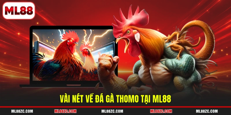 Đá Gà Thomo - Đấu Trường Chọi Kê Hàng Đầu Năm 2026 - bexin Đá Gà Thomo - Đấu Trường Chọi Kê Hàng Đầu Năm 2026 - bexin